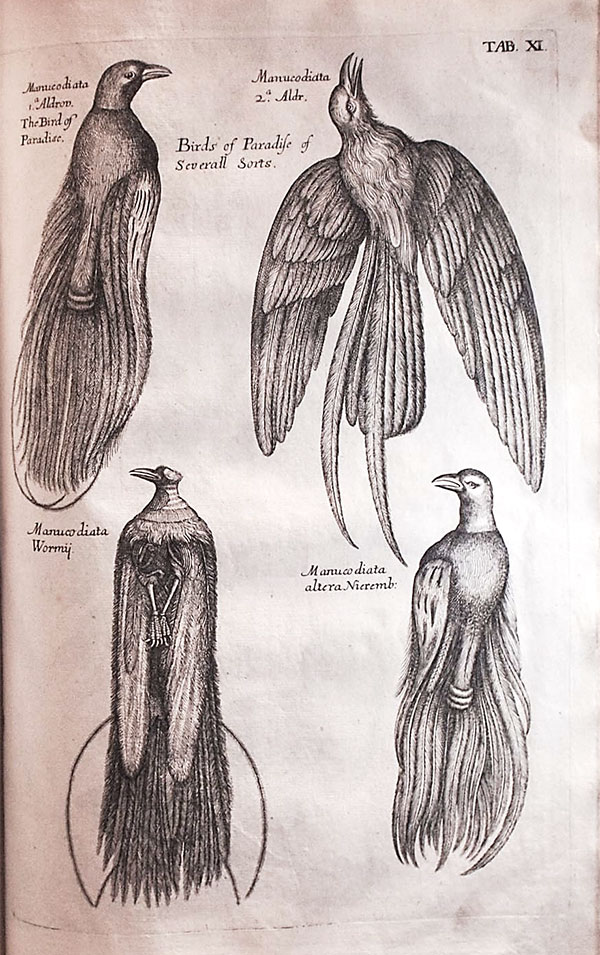 Francis Willughby’s Ornithology (London, 1678) Rodger Friedman Rare Book Studio